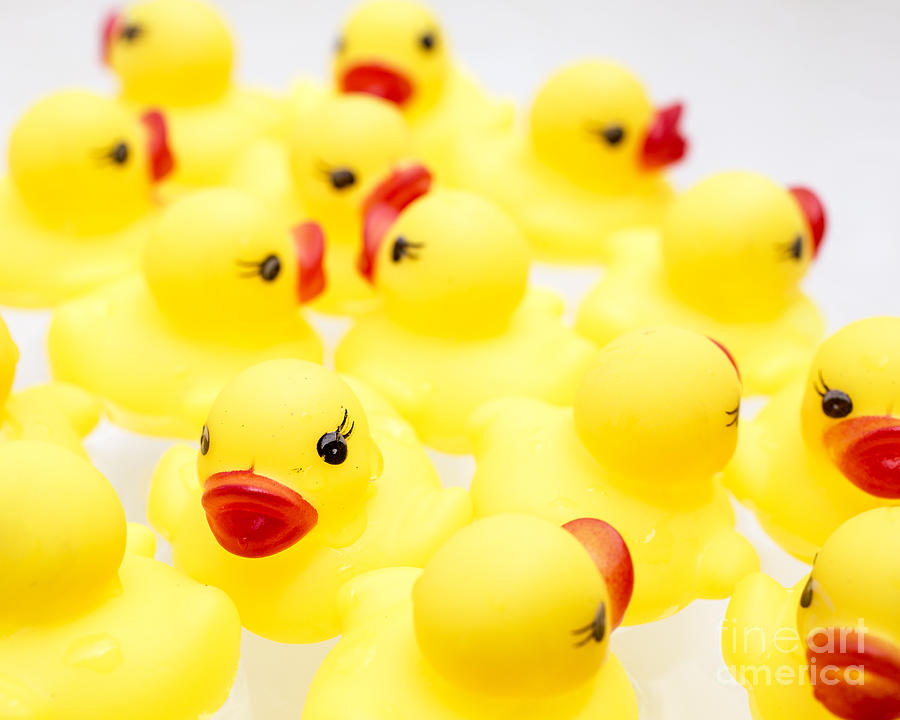 Duck Photograph - Rubber Ducky You Are The One by Edward Fielding