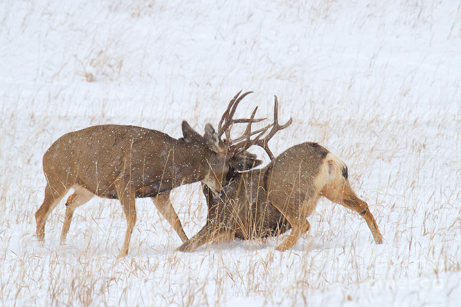 Mule Deer Buck Photograph - Rubber Necking by Jim Garrison