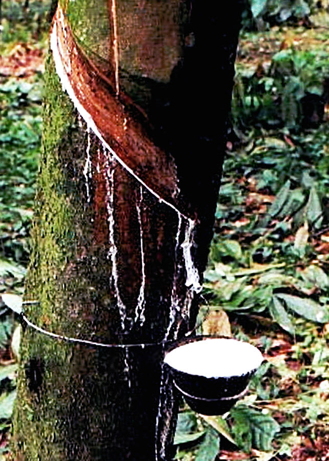 Rubber Tree In Guatemala Photograph By Glenn Aker Pixels   Rubber Tree Glenn Aker 