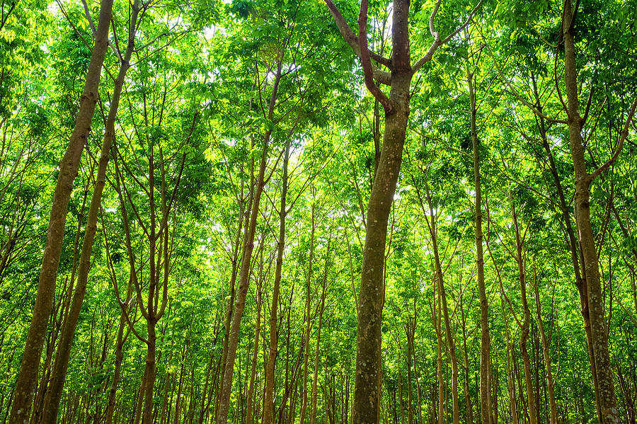 Rubber Trees Hevea Brasiliensis Photograph By Jason Langley - Pixels