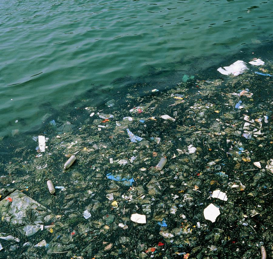 Rubbish Floating In Port Of Le Havre Photograph by Alex Bartel/science Photo Library