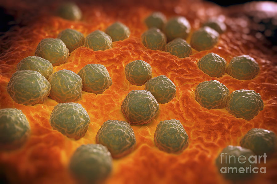 Pathogenic Photograph - Rubella Virus by Science Picture Co