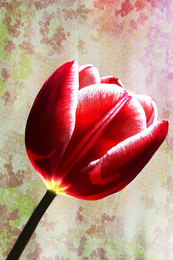 Rubescent Tulip Photograph by Bill and Linda Tiepelman