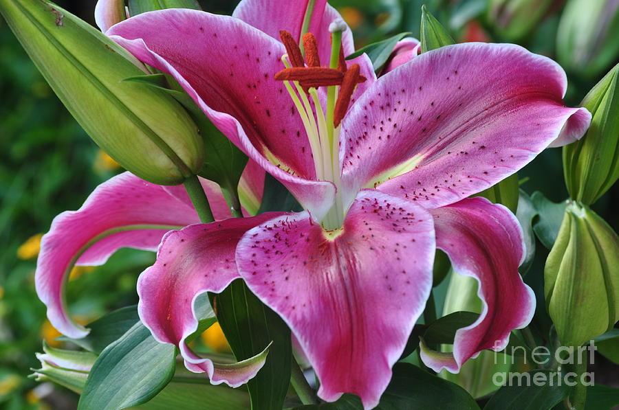 Rubrum Lily Photograph