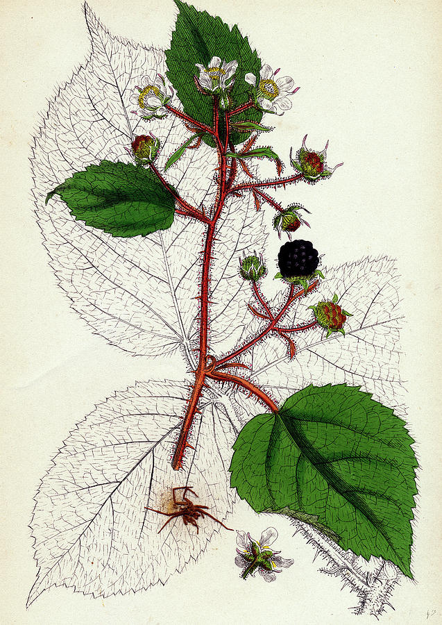 Nature Drawing - Rubus Glandulosus Glandular-stemmed Bramble by English School
