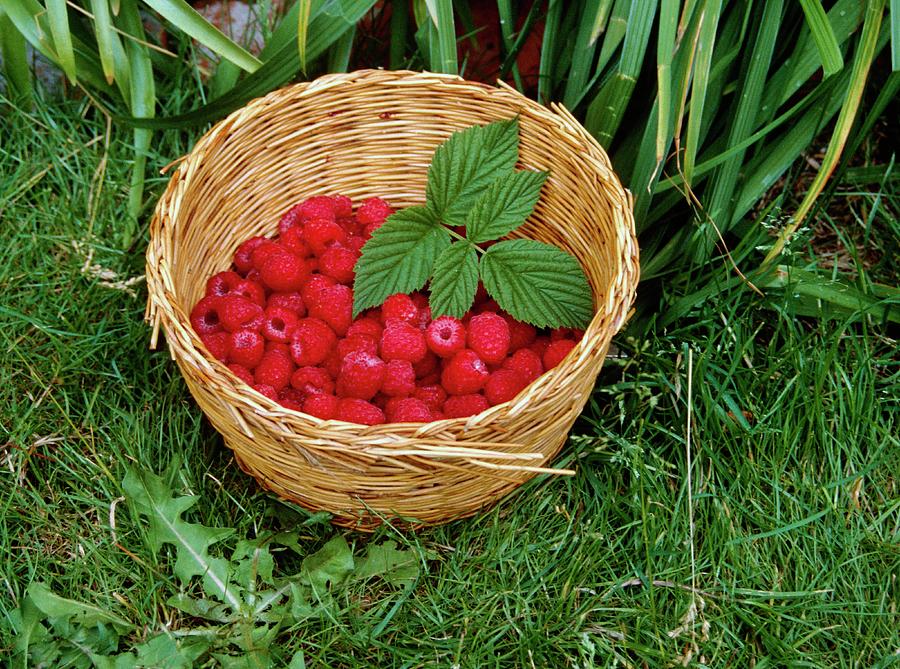 Rubus Idaeus. Photograph by Science Photo Library