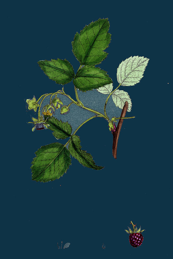 Nature Drawing - Rubus Idaeus Raspberry by English School