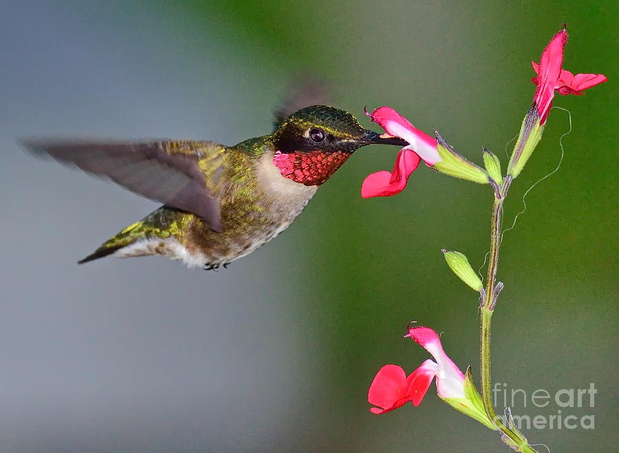 Hummingbird Photograph - Hummingbird Ruby and Red by Wayne Nielsen
