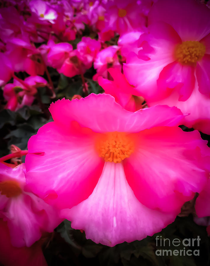 Flower Photograph - Ruby Begonia by Susan Serna