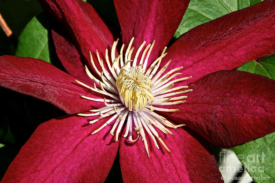 Ruby Clematis Photograph by Susan Herber