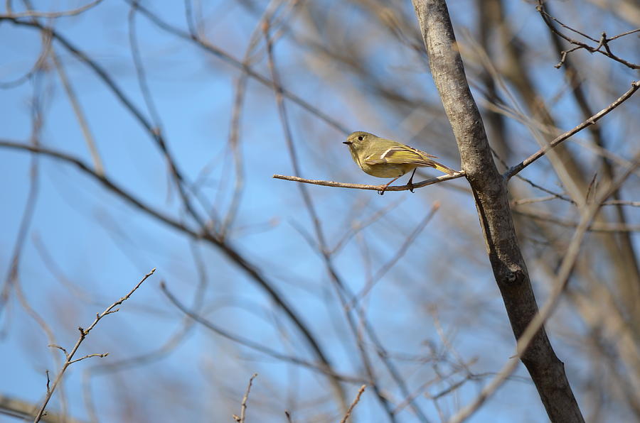 Ruby-crowned Kinglet 2 Photograph by James Petersen