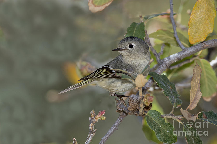 Animal Photograph - Ruby-crowned Kinglet by Anthony Mercieca