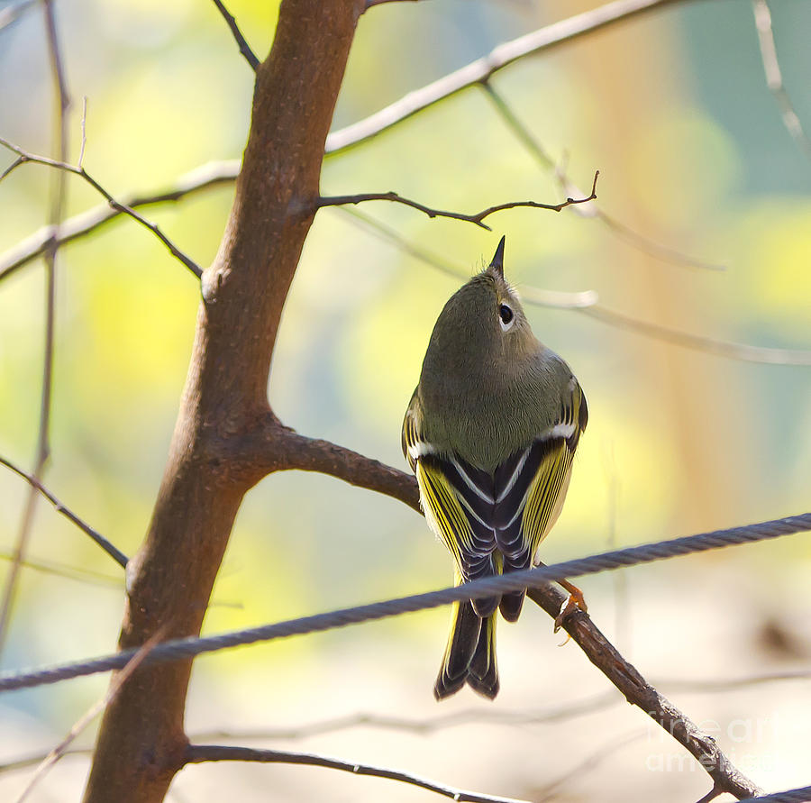 Ruby-crowned Kinglet Photograph by Cathy Alba