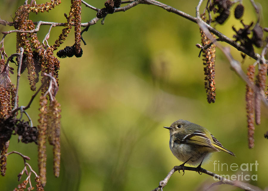Nature Photograph - Ruby-Crowned Kinglet by Cheryl Baxter