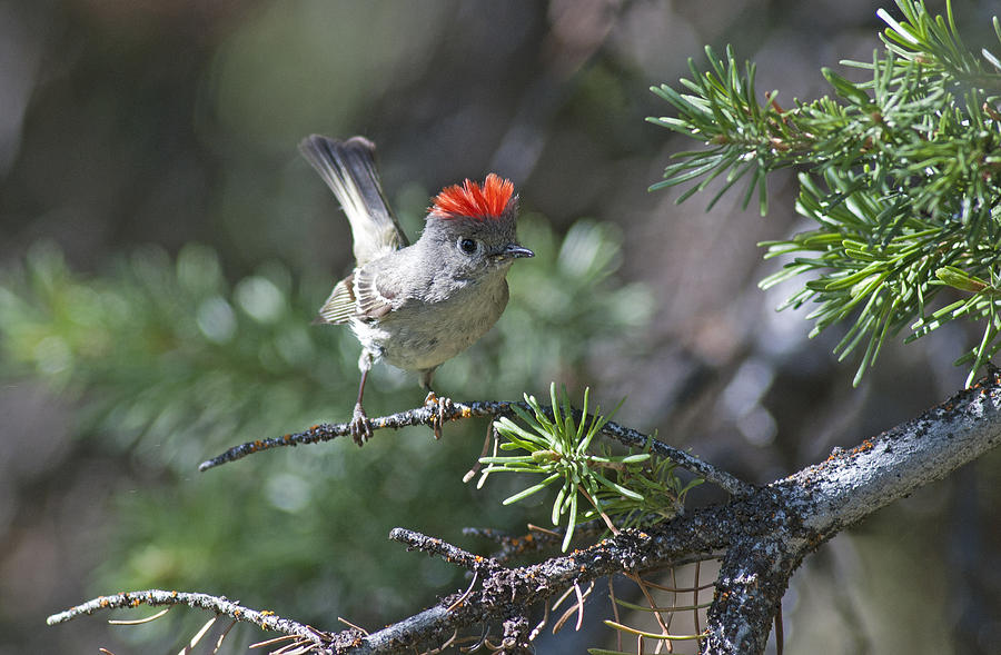 Bird Photograph - Ruby Crowned Kinglet by Earl Nelson