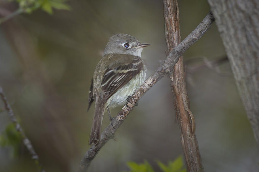 Ruby Crowned Kinglet - female Photograph by Jack R Perry