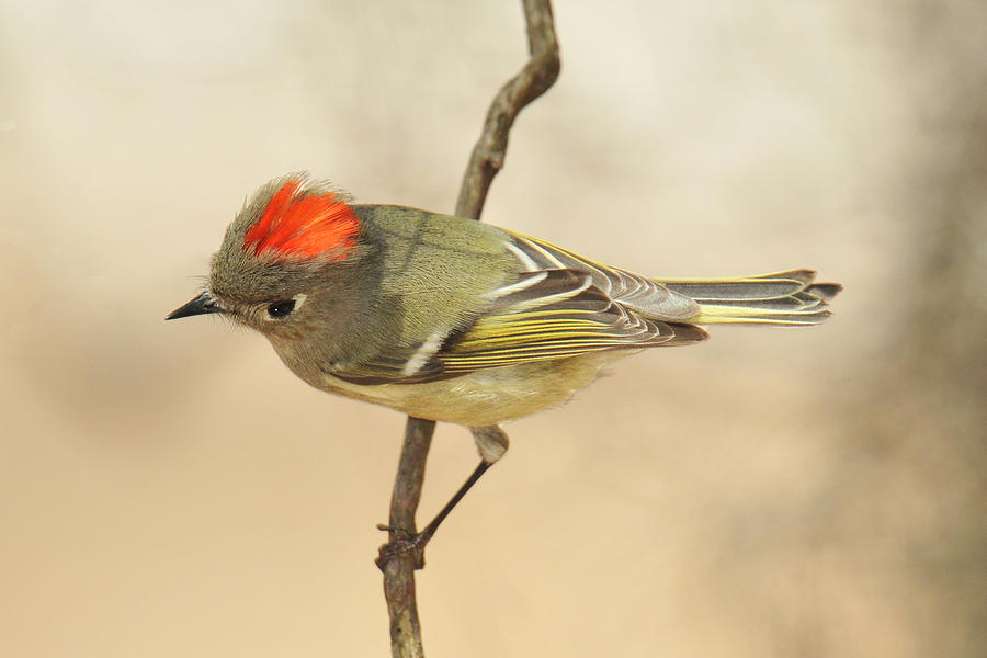 Ruby-crowned Kinglet Flashing Photograph by Alan Lenk