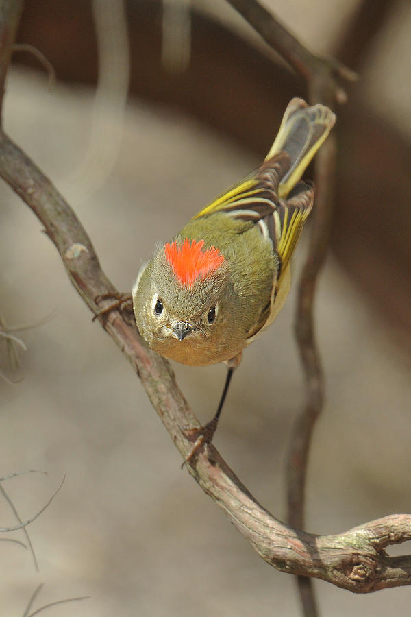 Bird Photograph - Ruby-crowned Kinglet Head On by Alan Lenk
