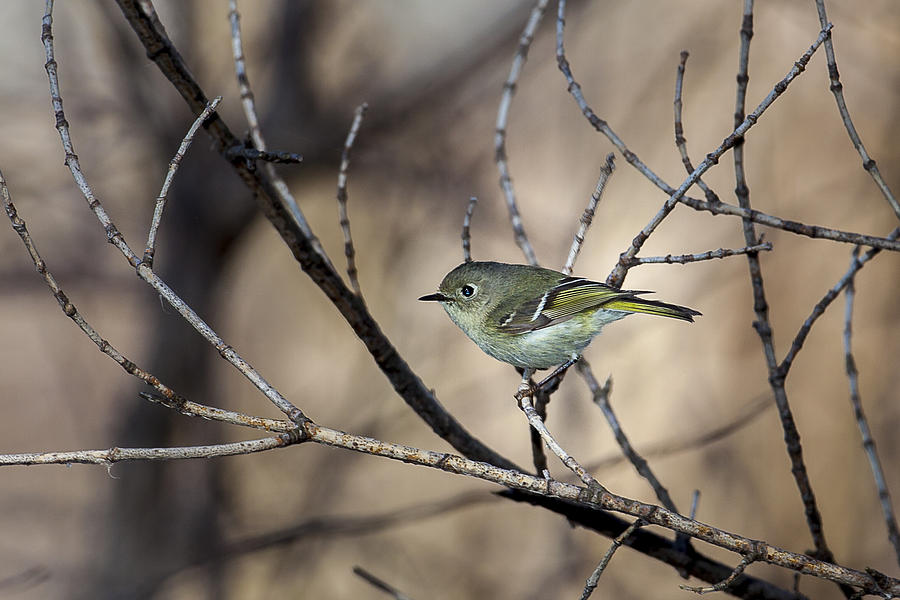 Animal Photograph - Ruby-crowned Kinglet by Jack R Perry
