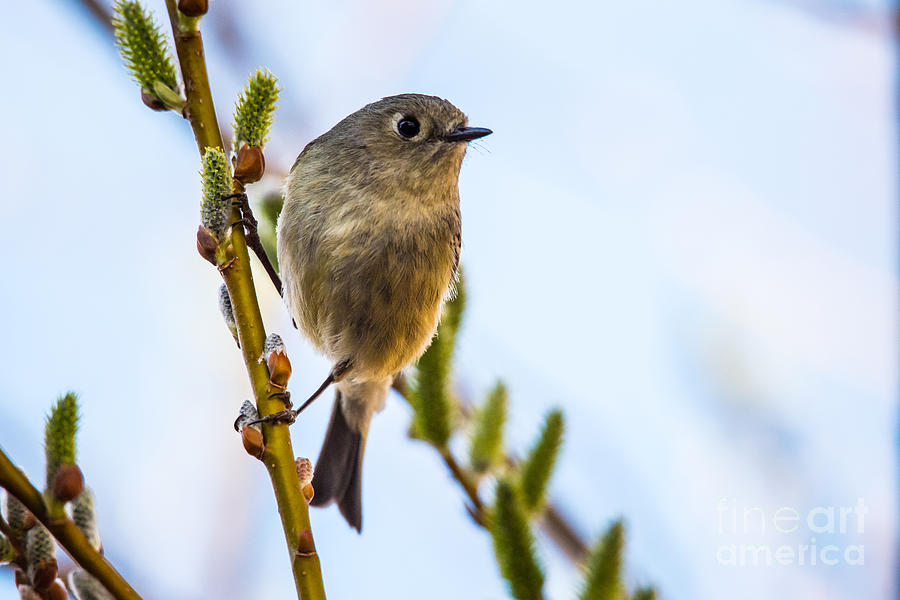 Bird Photograph - Ruby Crowned Kinglet by Janis Knight