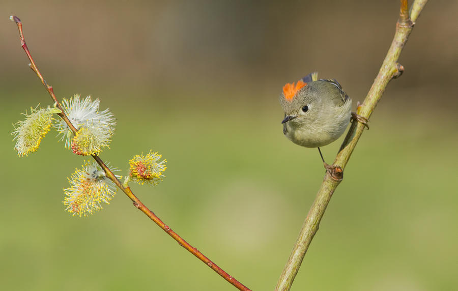 Spring Photograph - Ruby-crowned Kinglet  by Mircea Costina Photography