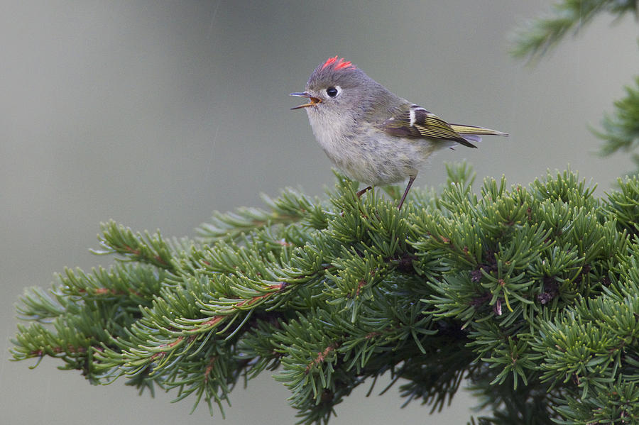 Spring Photograph - Ruby-crowned Kinglet Perched On A Tree by Milo Burcham