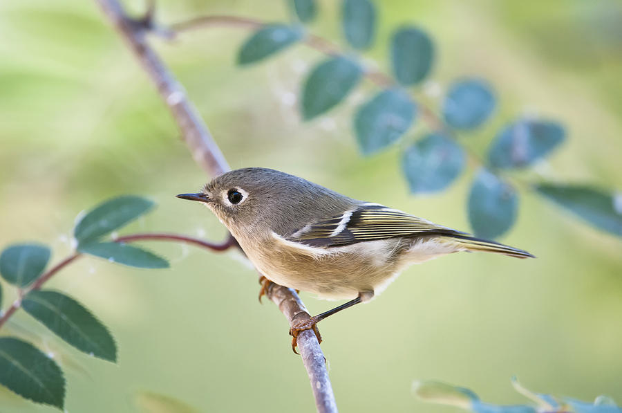 Wildlife Photograph - Ruby-crowned Kinglet Regulus Calendula by Kenneth Whitten