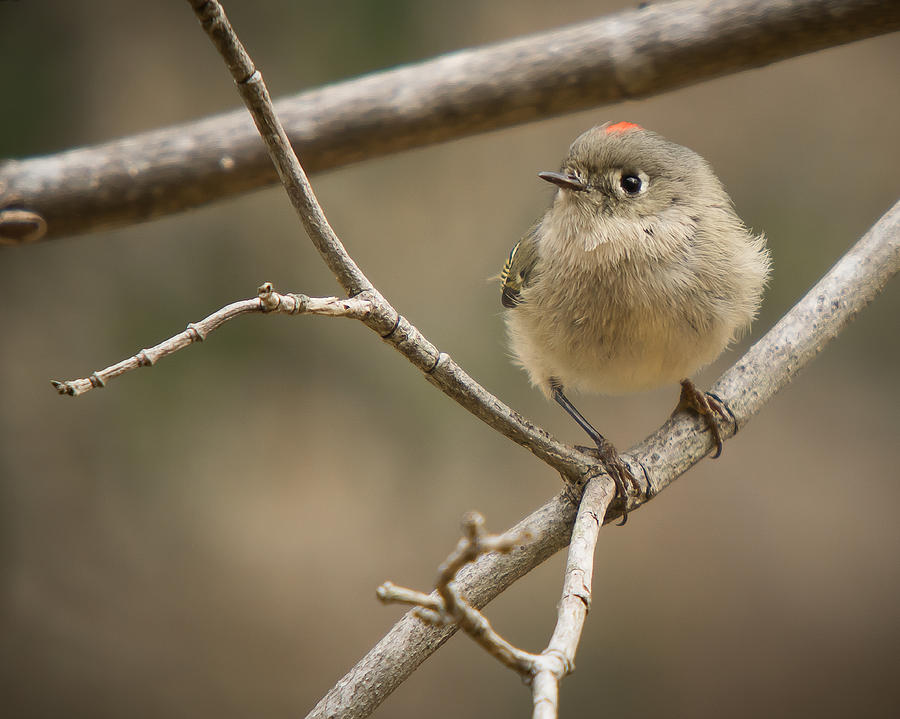 Ruby-Crowned Kinglet Photograph by Robert L Jackson