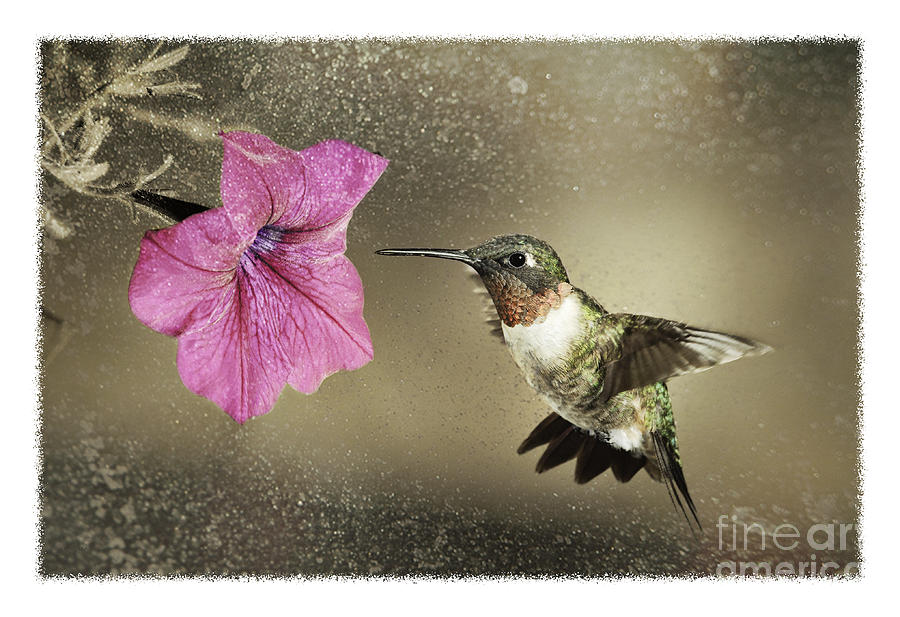 Hummingbird Photograph - Ruby - D004190 by Daniel Dempster