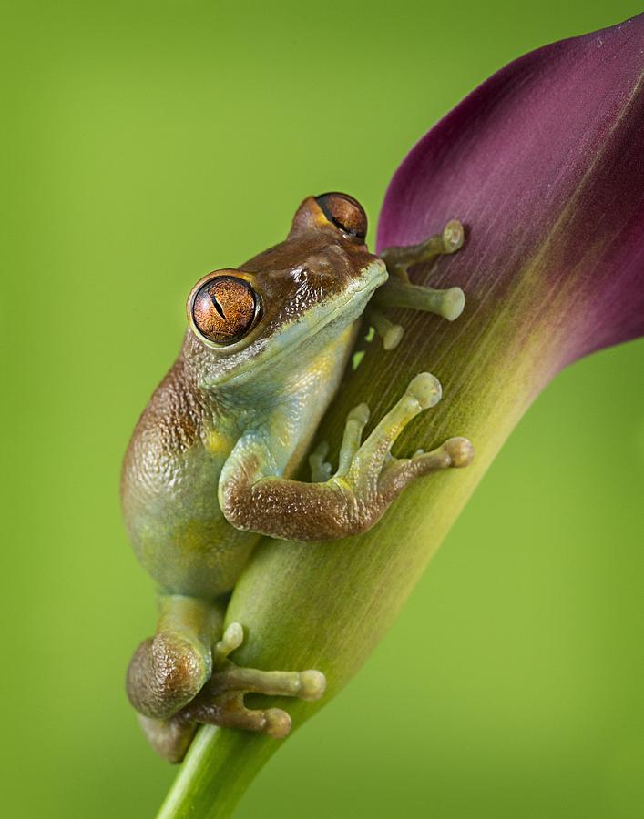 Ruby Eyed Tree frog Photograph by Lisa Cuchara - Pixels