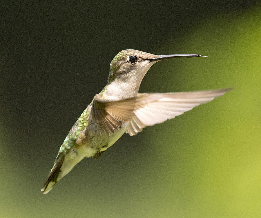 Ruby Hummingbird Photograph by Gene Zonis