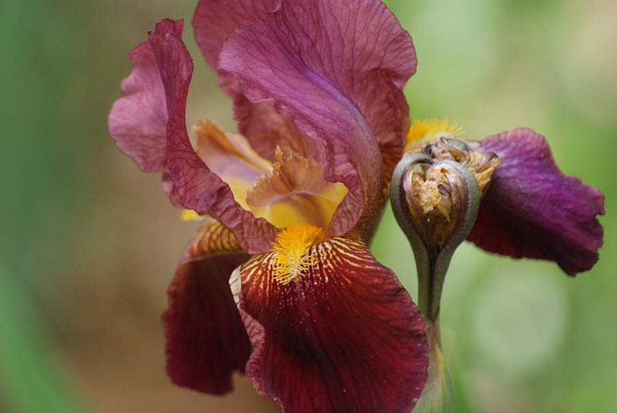 Ruby Iris Photograph by Rick Friedle