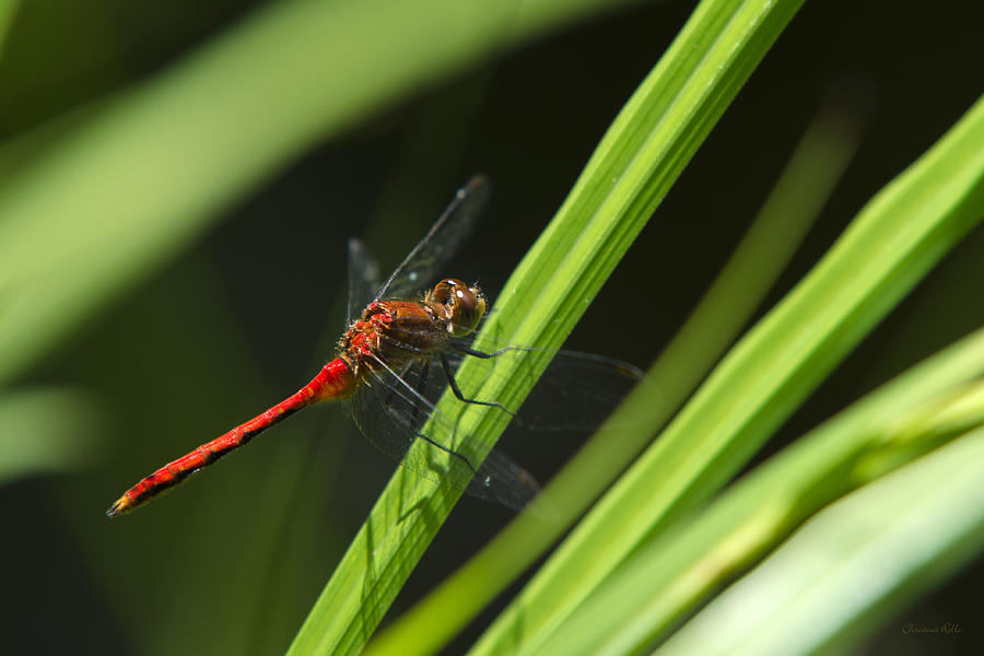Ruby Meadowhawk Dragonfly On Green Grass Photograph by Christina Rollo