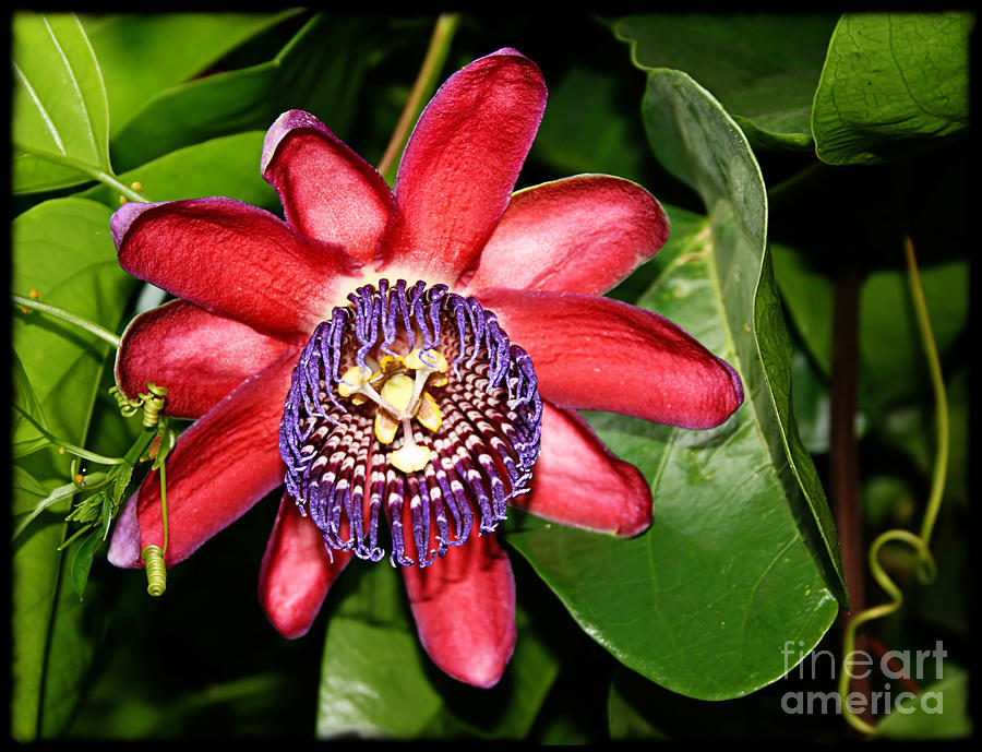 Ruby Passiflora Photograph by Gabriele Pomykaj