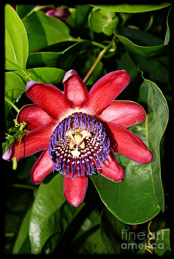 Ruby Passiflora v Photograph by Gabriele Pomykaj