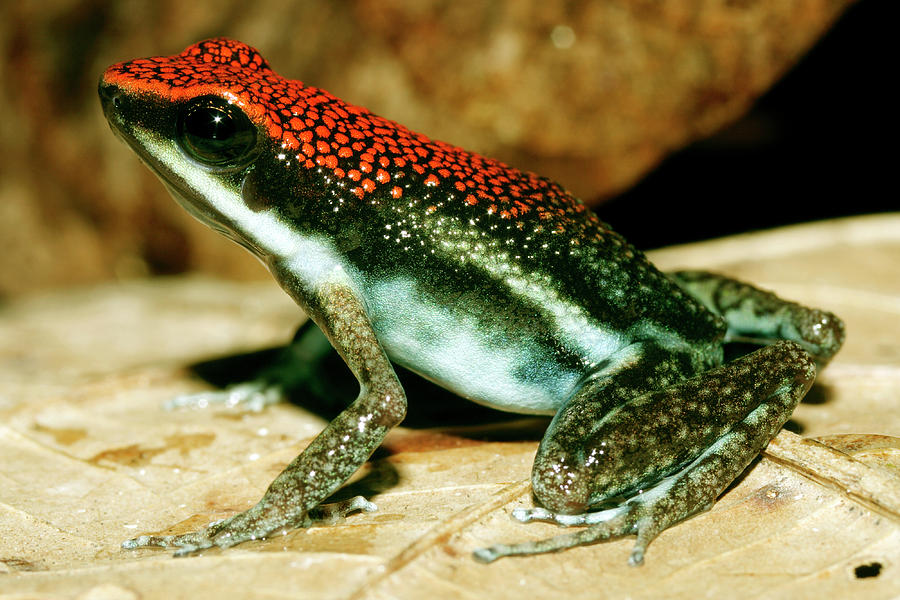 Ruby Poison Frog Photograph by Dr Morley Read/science Photo Library