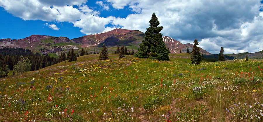 Ruby Range Wildflowers  Photograph by Eric Rundle
