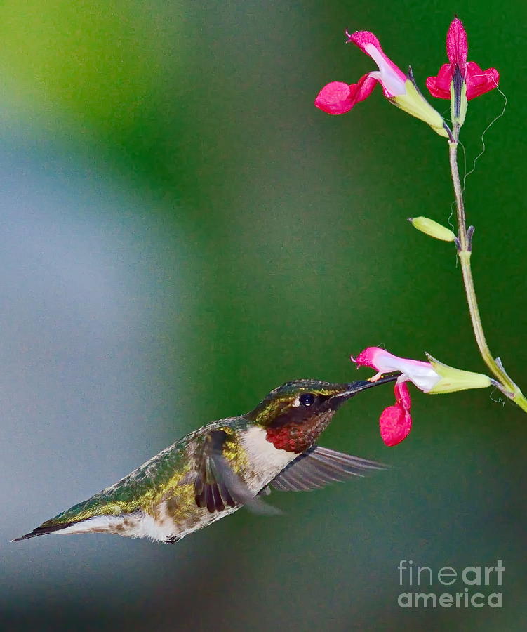 Hummingbird Photograph - Ruby Red Hummingbird and Flowers by Wayne Nielsen