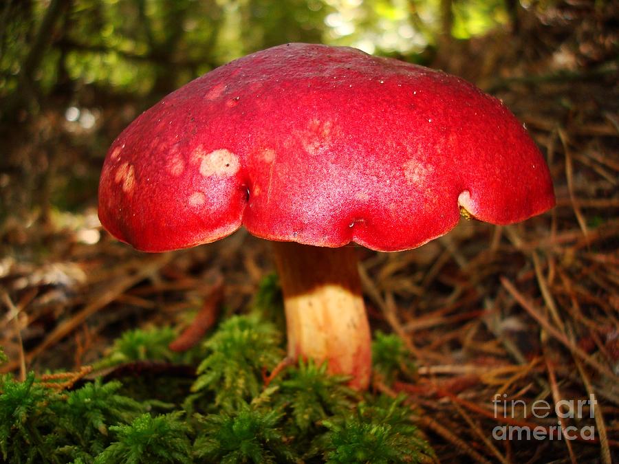 Ruby Red Mushroom Photograph by Sharon Woerner
