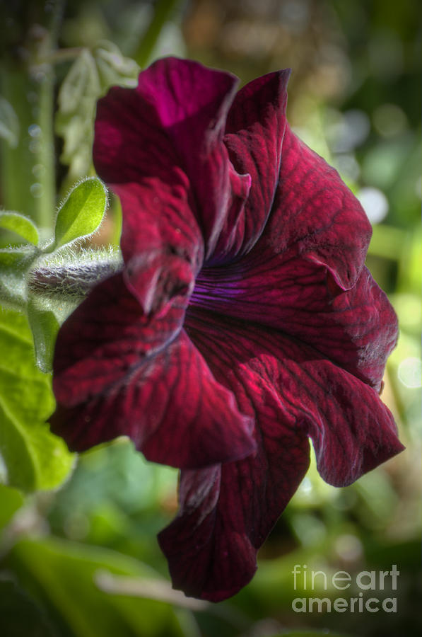 Ruby Red Petunia Photograph by Sarah Schroder