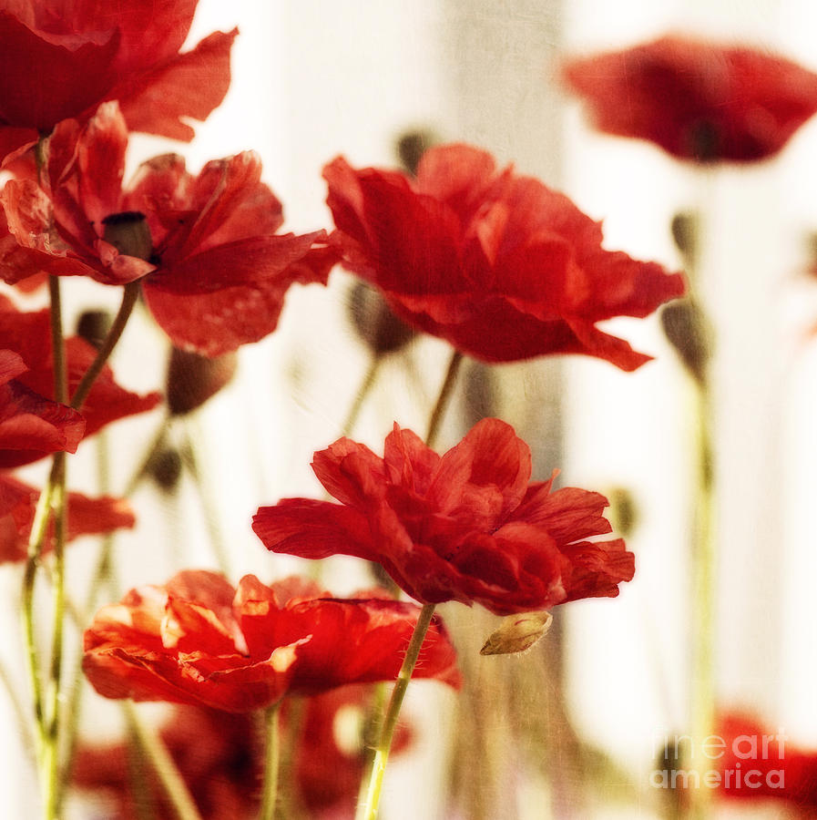 Poppy Photograph - Ruby Red Poppy Flowers by Priska Wettstein
