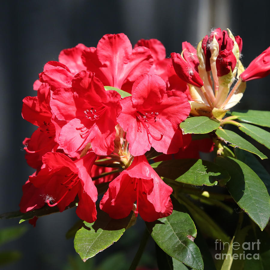 Ruby Red Rhododendron Photograph by Carol Groenen