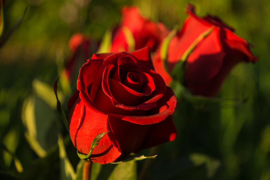 Ruby Red Valentines Roses  Photograph by Georgia Mizuleva