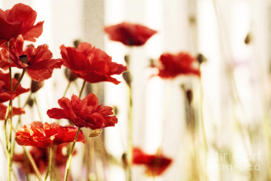 Poppy Photograph - Ruby reds by Priska Wettstein