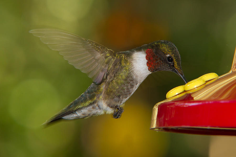 Hummingbird Photograph - Ruby-Throat Hummer Sipping by Robert L Jackson