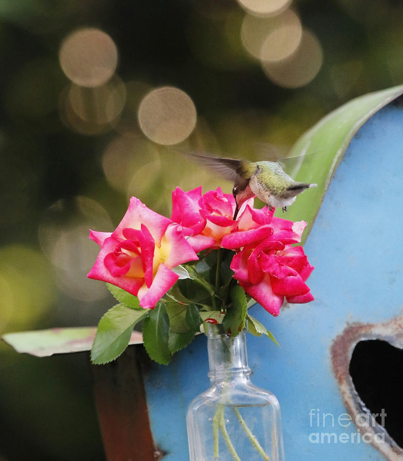 Ruby Throat Hummingbird and Roses Photograph by Luana K Perez