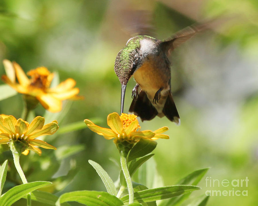 Flower Photograph - Ruby Throat Hummingbird Dancing in Luana Garden by Luana K Perez