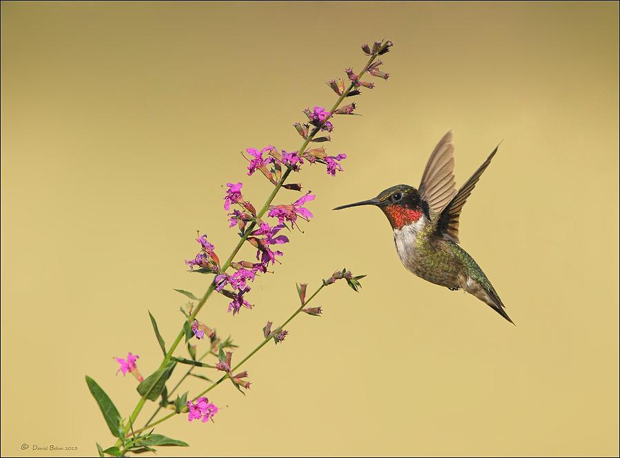 Ruby Throat Hummingbird on Purple Hysoop Flower Photograph by Daniel Behm