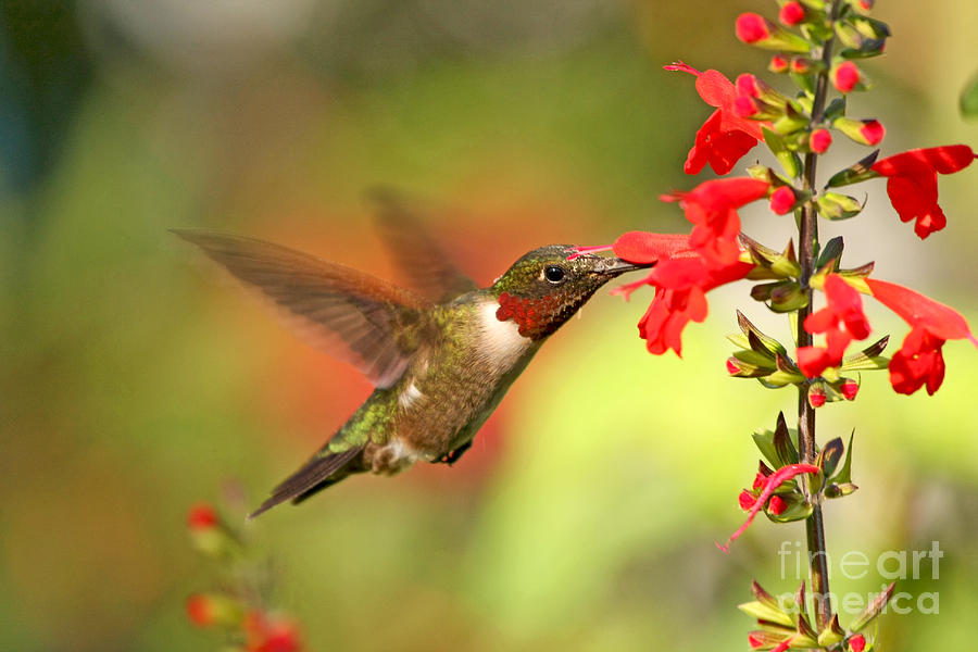 Ruby Throat Hummingbird Photo Photograph by Luana K Perez