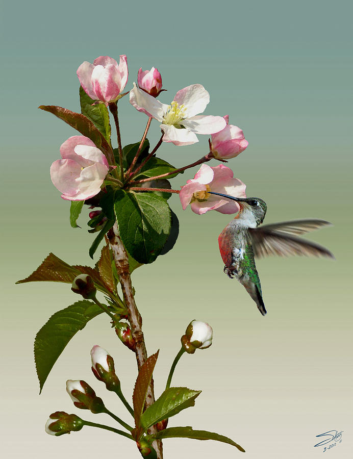Ruby Throated Humming Bird and Apple Blossom Digital Art by M Spadecaller